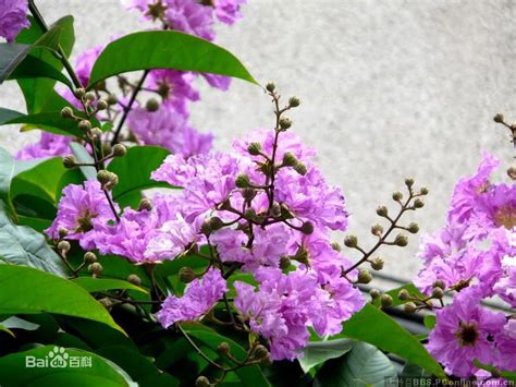 紫薇花盆栽 河流對人們的影響
